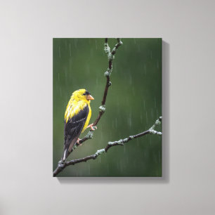 Toile Un Goldfinch malheureux
