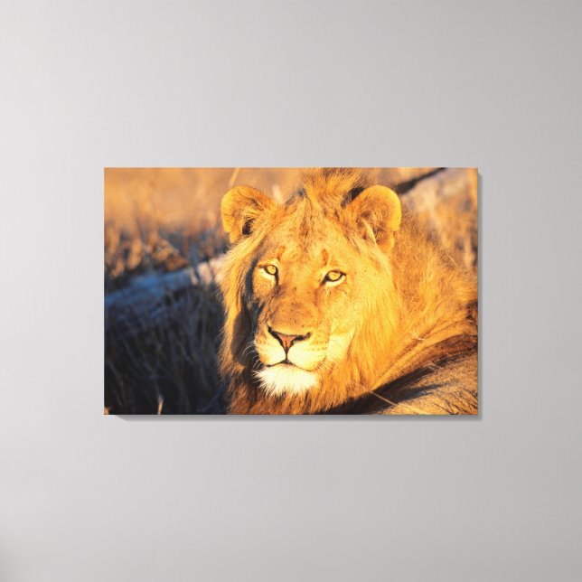 Toile Un lion rouge regardant la caméra. (Recto)