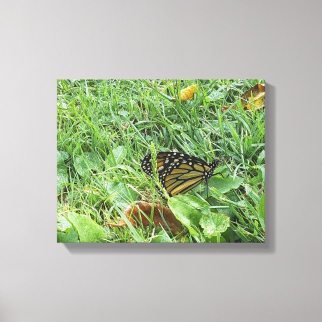 Toile Un papillon monarque (Recto)