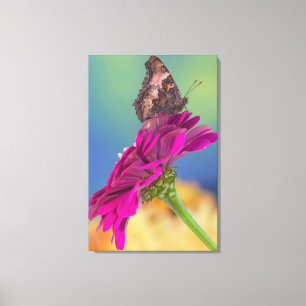 Toile Un papillon Papilio Multicaudatus