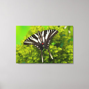 Toile Un papillon swallowtail nord-américain