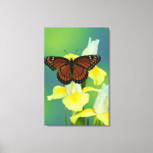 Toile Un papillon vice-roi sur un iris japonais jaune