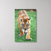Un petit tigre mignon