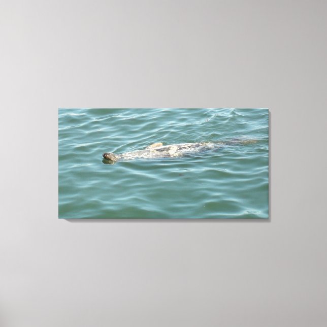 Toile Un phoque Flottant Du Soleil (Recto)