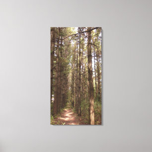 Toile Un sentier dans une forêt de pins