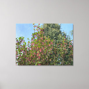 Toile Une Californie en fleurs : Currant rose