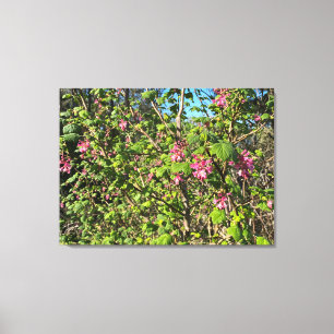 Toile Une Californie florissante : le currant rose