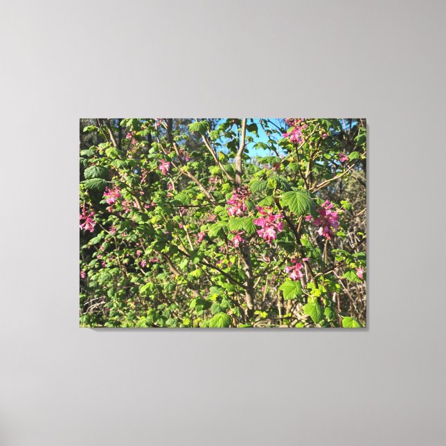 Toile Une Californie florissante : le currant rose (Recto)