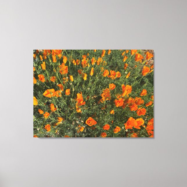 Toile Une Californie florissante : les pavots du matin (Recto)