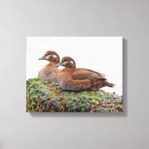 Toile Une paire de canards arlequins sur les rochers