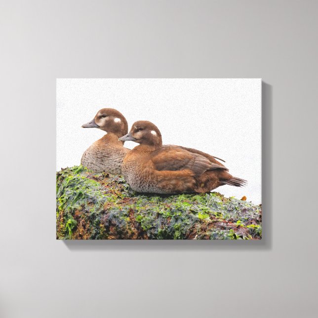Toile Une paire de canards arlequins sur les rochers (Recto)