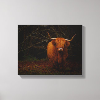Toile Une vache écossaise des Highlands