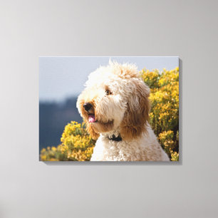 Toile USA, Californie. Portrait De Labradoodle 3