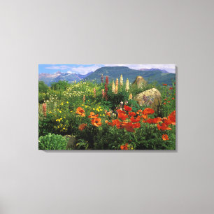 Toile USA, Colorado, Crested Butte. Pépites et lupines