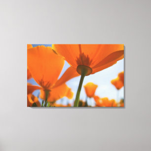 Toile USA, Oregon, Willamette Valley, Close UP of 2