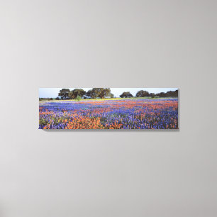 Toile USA, Texas, Llano. Bluebonnets et redbonnets