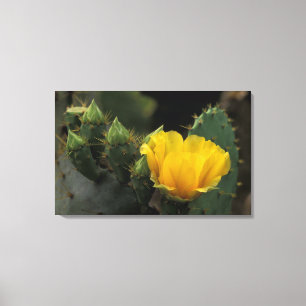 Toile USA, Texas, Prickly Pear Cactus en fleurs.
