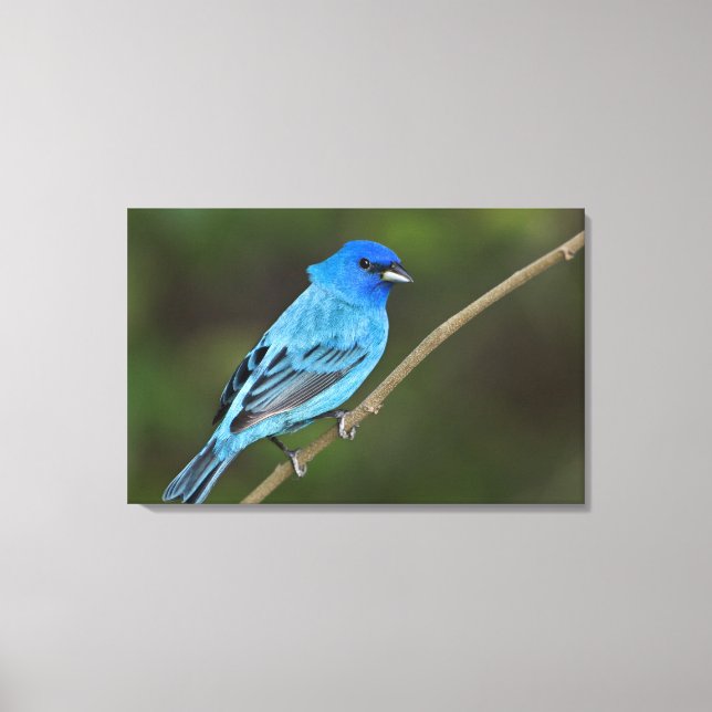 Toile USA, Texas, South Padre Island (Recto)