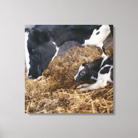 Vache et veau en foin