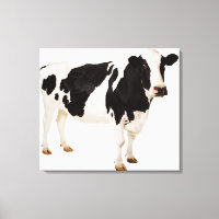 Vache Holstein (Bos taurus)