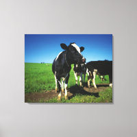 Vaches Holstein dans un champ