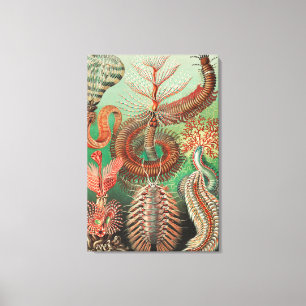 Toile Vers, Annelids Chaetopoda par Ernst Haeckel