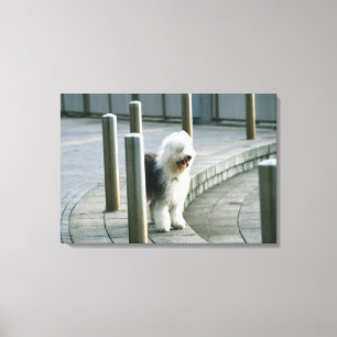 Toile Vieux chien de moutons anglais