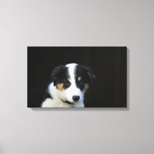 Toile Vieux chiot de border collie de 12 semaines