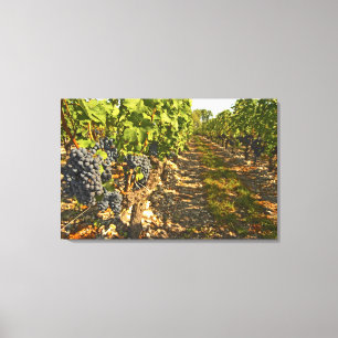 Toile vignes de Cabernet Sauvignon alignées dans le