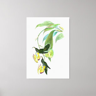 Toile Vintage Green Sickle Bill Hummingbird