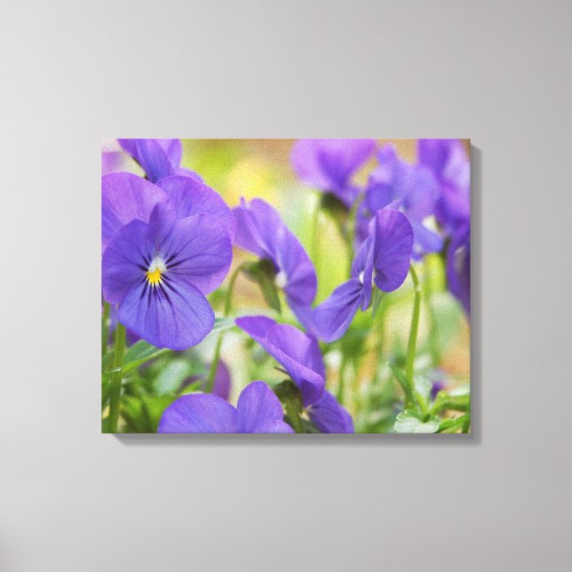 Toile violette Pansy (Recto)