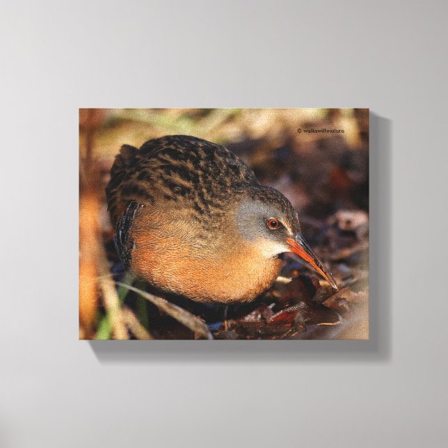Toile Virginia Rail dans le sous-brosse (Recto)