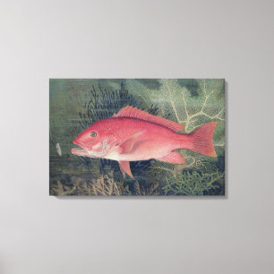 Toile Vivaneau, des 'poissons de jeu de l'état uni