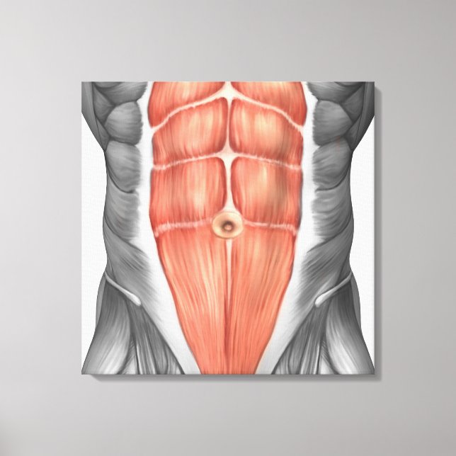Toile Vue Complète Des Muscles Abdominaux Hommes (Recto)