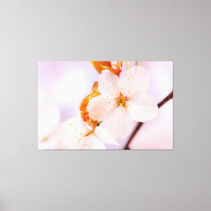 Toile Vue de face d'une fleur de sakura au printemps