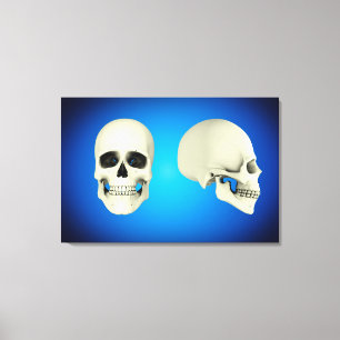 Toile Vue de face et vue de côté de crâne humain