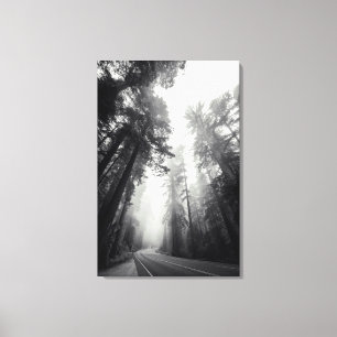 Toile Vue des arbres de séquoia dans la forêt