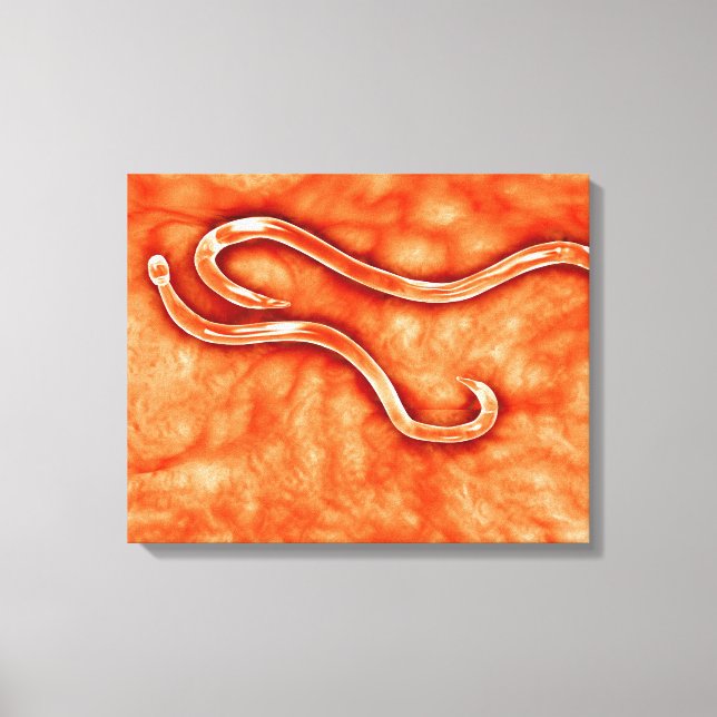 Toile Vue Microscopique De Hookworm 2 (Recto)