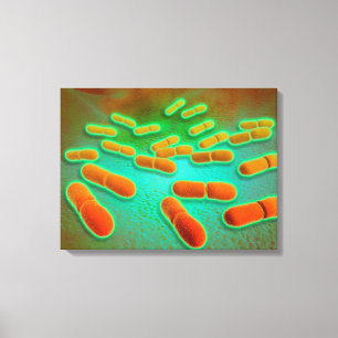Toile Vue Microscopique De Listeria Monocytogenes 3