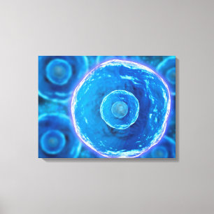 Toile Vue Microscopique Des Cellules B Humaines 1