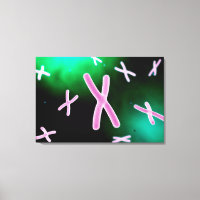 Vue Microscopique Du Chromosome 2