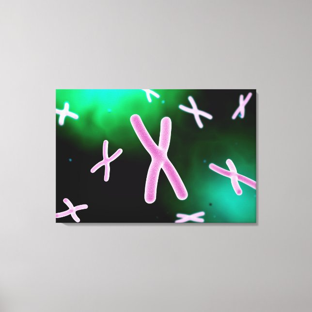 Toile Vue Microscopique Du Chromosome 2 (Recto)