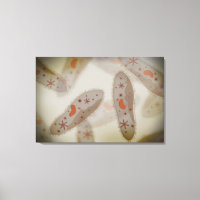 Vue Microscopique Du Paramètre 1