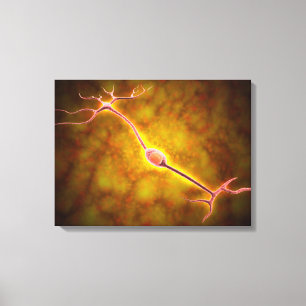 Toile Vue Microscopique D'Un Neuron Bipolaire