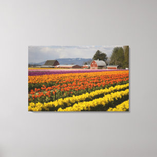Toile WA, Vallée de Skagit, champs de tulipes en fleurs,