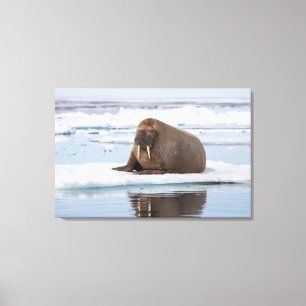 Toile Walrus resting on ice, Norway