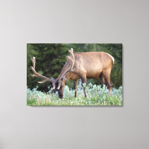 Toile Wapiti avec bois en velours en train de paître