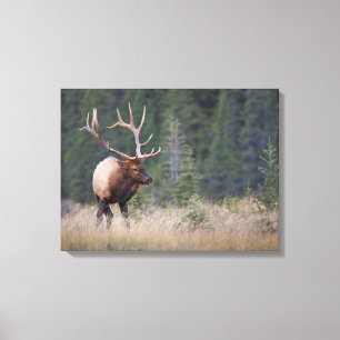 Toile Wapiti des montagnes Rocheuses
