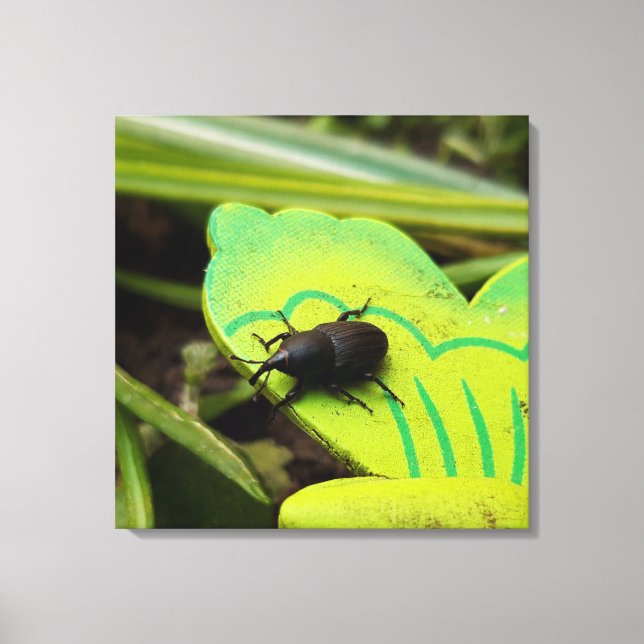 Toile Weharm, Beetles, Curculionoidea, Bug (Recto)