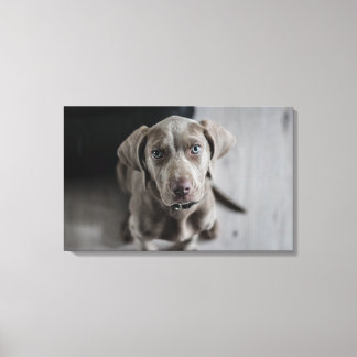 Toile Weimaraner